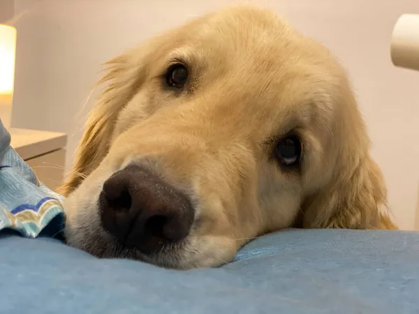 golden retriever dog lying on the floor