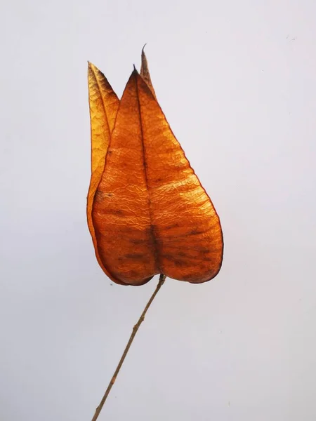 autumn leaves on a white background