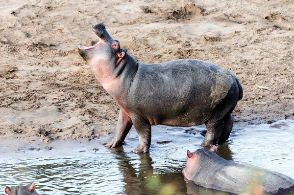 Hippopotame Dans Eau — Photo