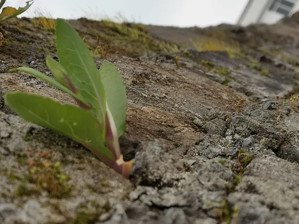 green plant growing in the ground