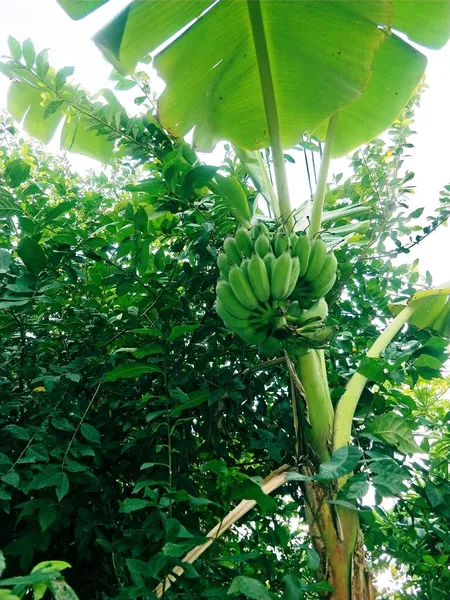 green banana tree with leaves