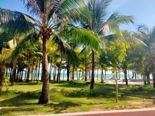 palm trees in the park