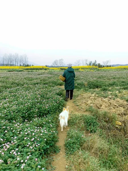 young woman with dog walking in the field