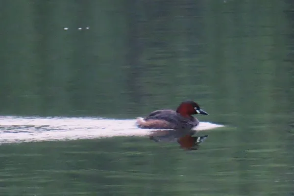 beautiful bird in the lake