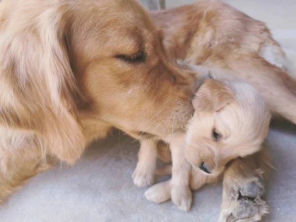 dog and dogs in the room