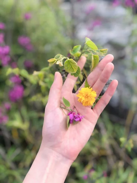 hand holding a flower in the garden