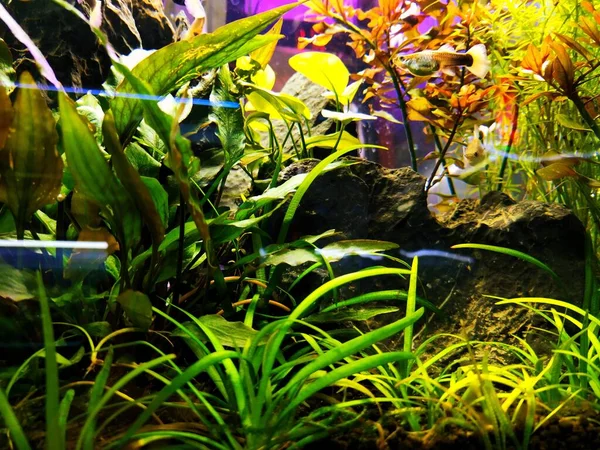beautiful tropical plants in the aquarium