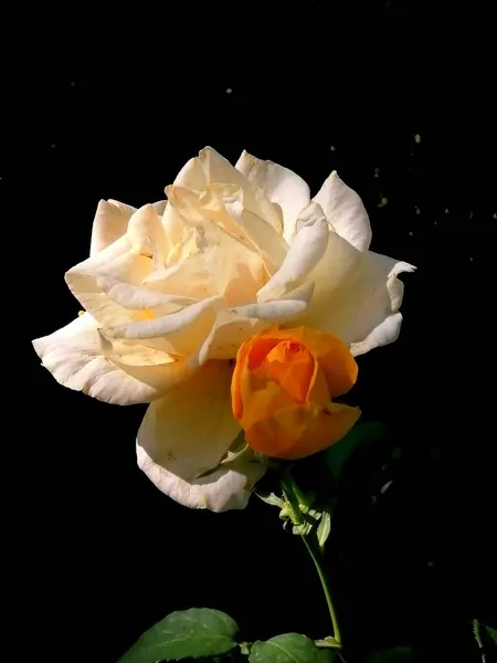 beautiful white rose on black background