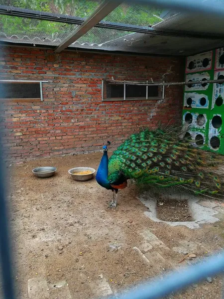 beautiful peacock with a blue eyes