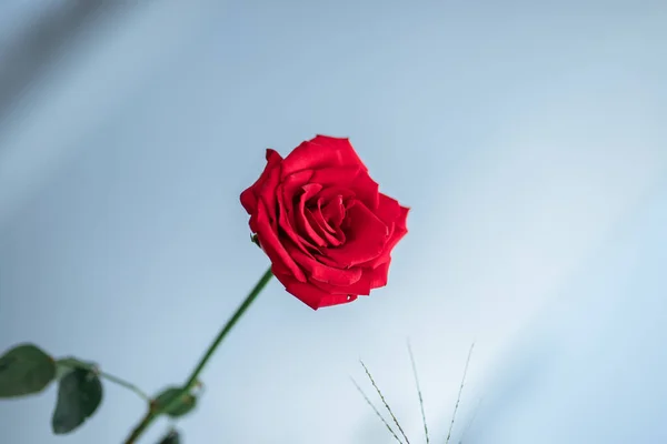 beautiful red rose on a background of a blue sky