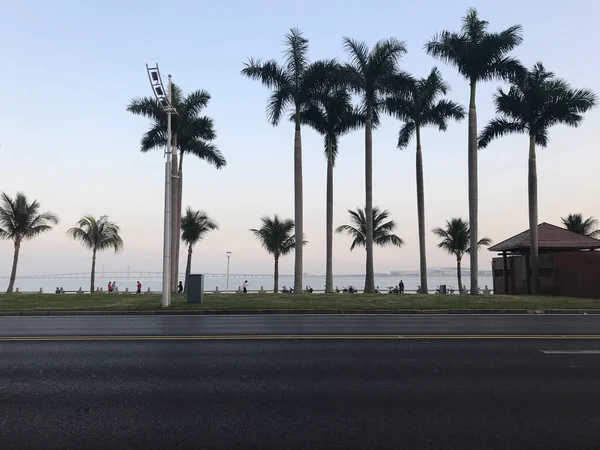 palm trees in the city of barcelona