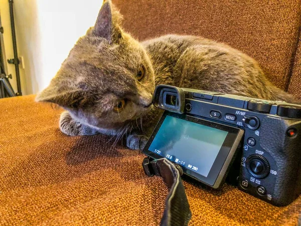 cat with a camera on the bed