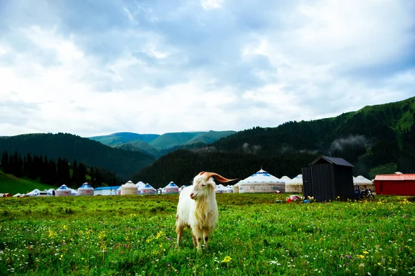 beautiful landscape with a small dog in the mountains