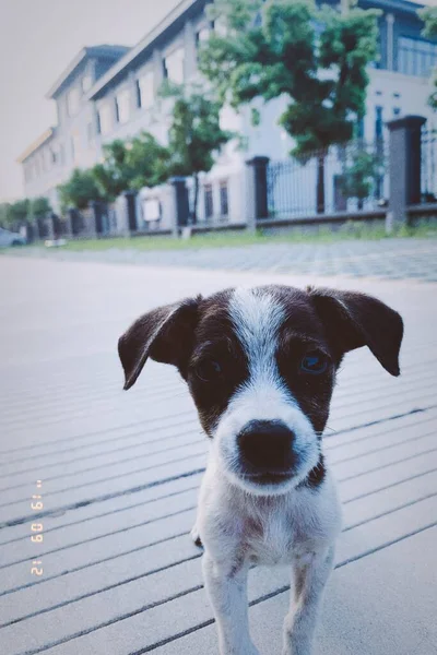 dog on the street