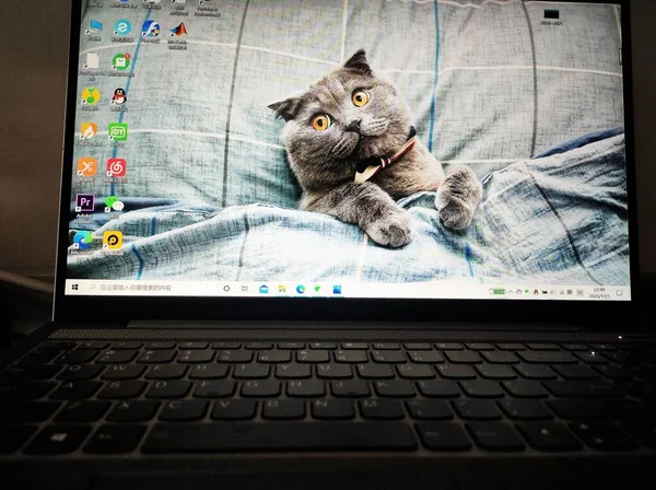 cat with a laptop on the screen of a computer monitor.