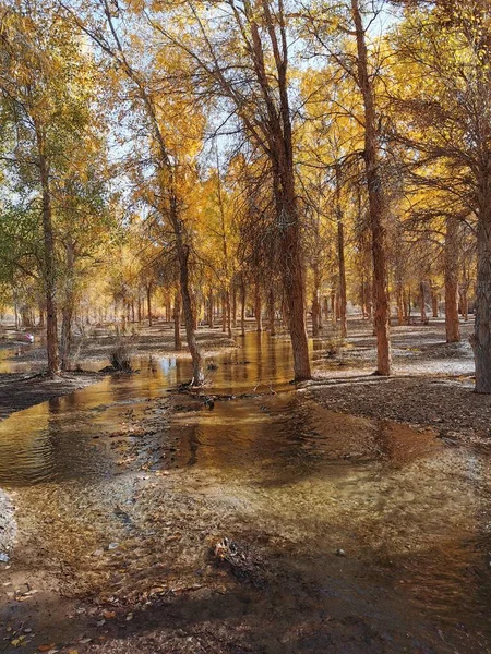 autumn landscape with trees and leaves