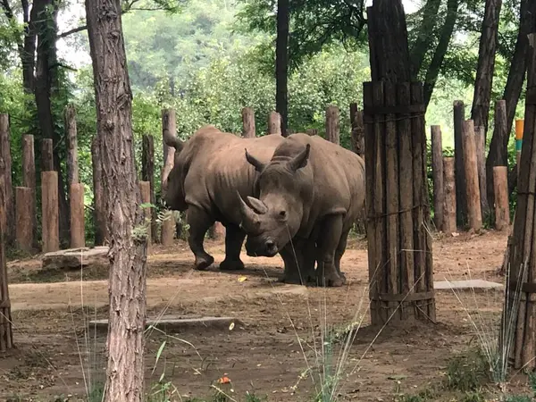 Grand Groupe Éléphants Dans Zoo — Photo