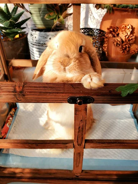 Lapin Dans Panier — Photo