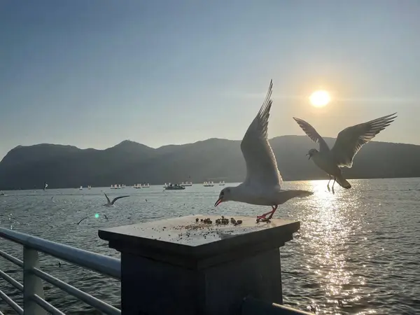 stock image seagull flying over the sea