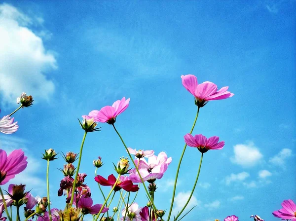beautiful cosmos flowers on blue sky background
