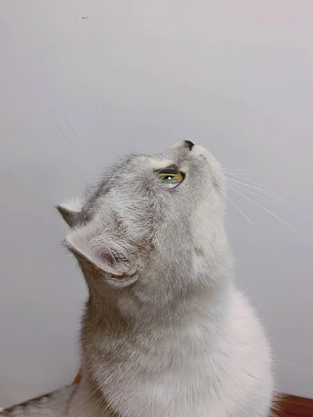 close-up of a white-eyed cat
