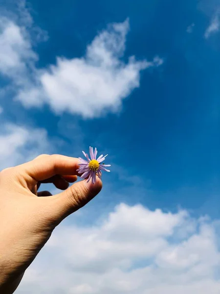 hand holding a flower on a blue sky background