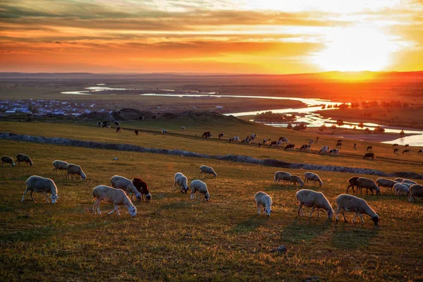 flock of sheep in the field at sunset