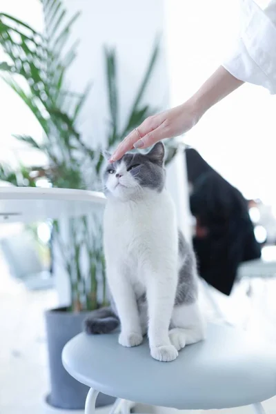veterinarian examining cat at vet clinic