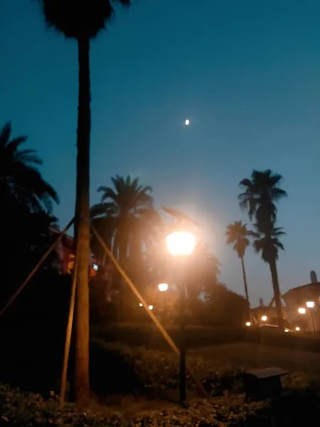 palm trees at sunset, palms, beach, hawaii