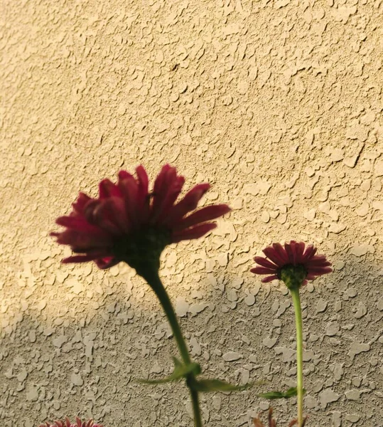 beautiful red flower on a background of a wall