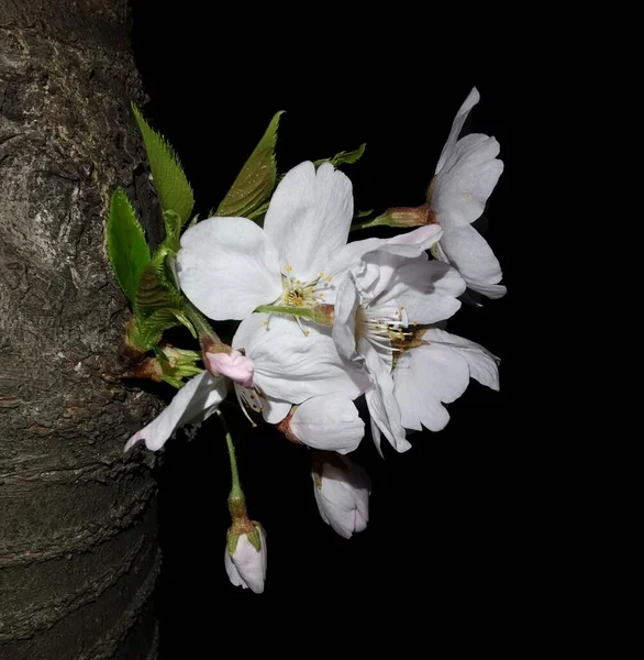 white magnolia flowers on a black background