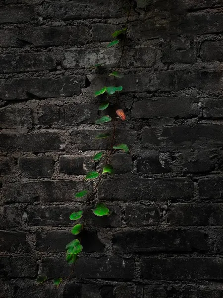 brick wall with green leaves