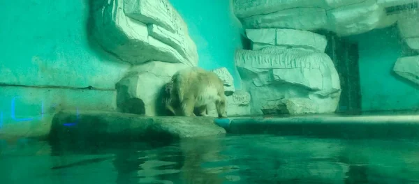 Eisbär Zoo — Stockfoto