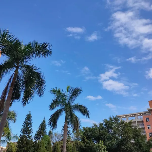 palm trees in the city of barcelona