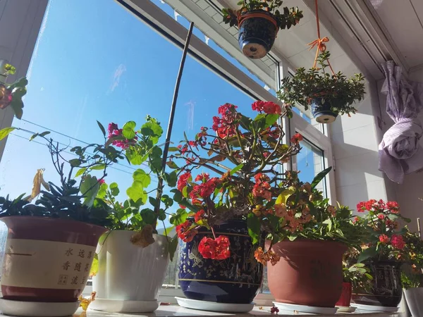 beautiful flowers in pots in the garden