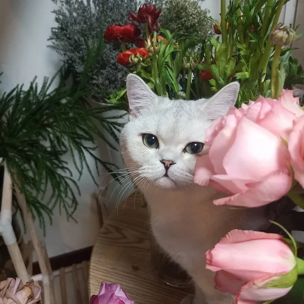 beautiful cat with flowers on a background of roses