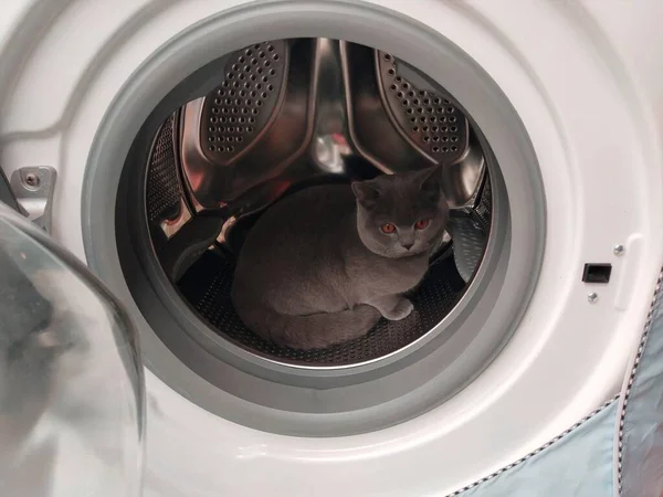 washing machine with a blue sponge, a cat in the laundry room