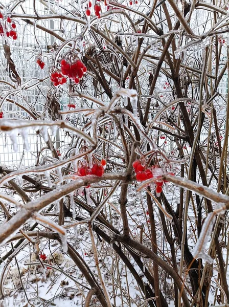 stock image red berries on a tree in the winter