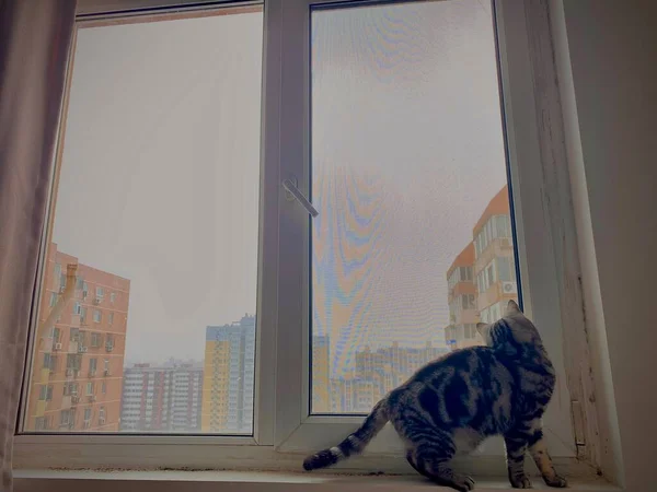 cat sitting on the windowsill