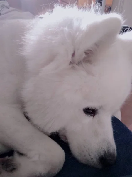 white fluffy dog lying on the bed