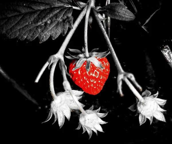 a closeup shot of a red and white strawberry on a black background