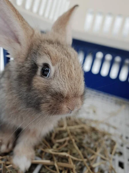 Кролик Сене — стоковое фото