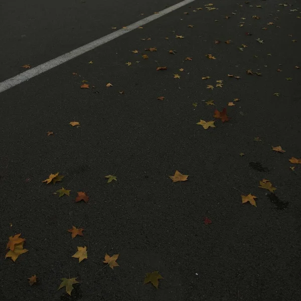 stock image autumn leaves on the ground