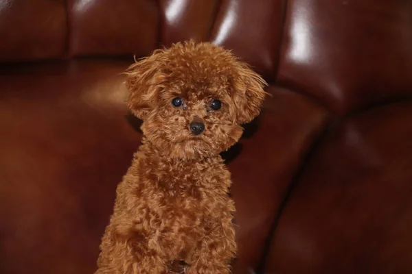 cute dog on a sofa