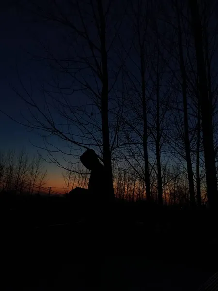 silhouette of a tree in the night sky