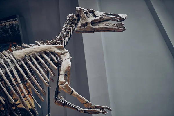 skeleton of a horse in the zoo