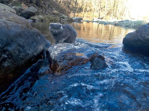 a polar bear in the water