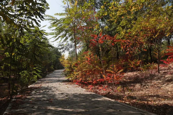 beautiful autumn landscape with trees and leaves