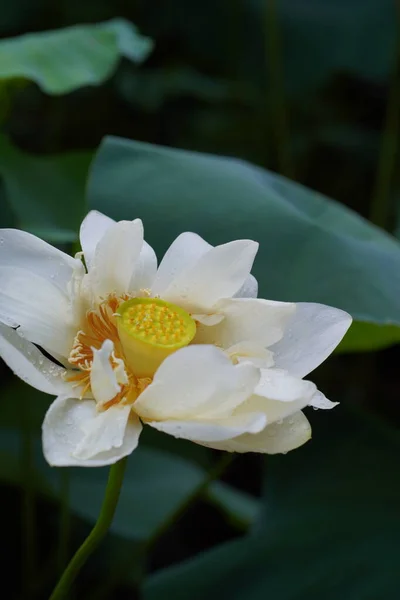 white lily flower in the garden