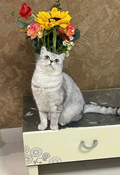 cute cat with flowers in the basket